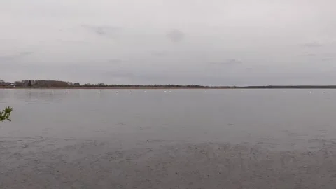 Swans on the lake Stock Footage 244627958