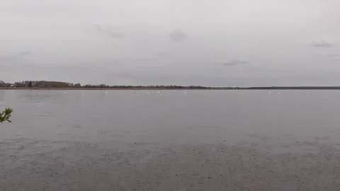 Swans on the lake Stock Footage 244627964