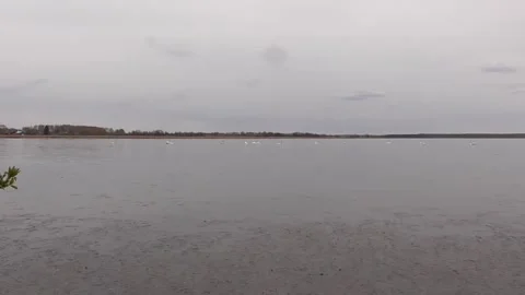 Swans on the lake Stock Footage 244628067