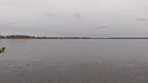 Swans on the lake Stock Footage 244628361