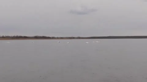 Swans on the lake Stock Footage 244628440