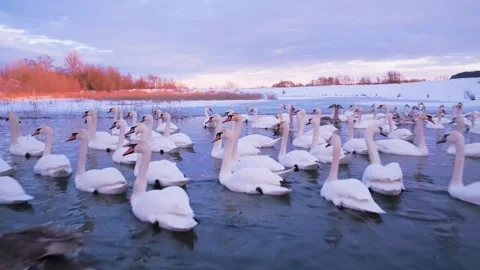 Swans on the lake Stock Footage 255098177