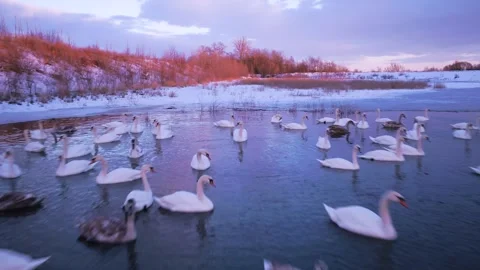 Swans on the lake Video stock 255102958