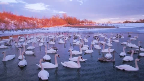 Swans on the lake Stock Footage 255133276