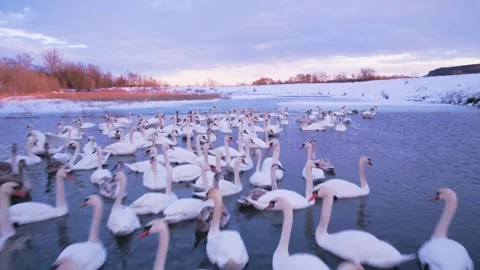 Swans on the lake Stock Footage 255140711