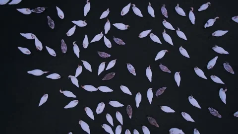 Swans on the lake Stock Footage 255168514