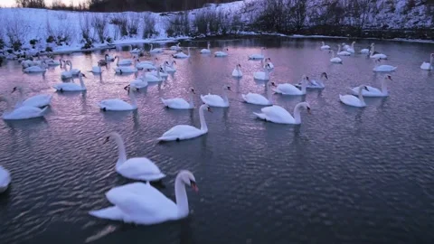 Swans on the lake Video stock 255175452