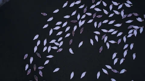 Swans on the lake Video stock 255179481