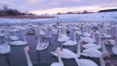 Swans on the lake Video stock 255189088