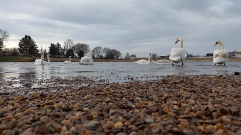 Swans on Lake Video stock 260729290