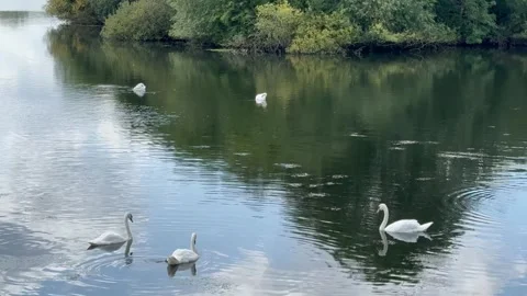 Swans in the lake Stock Footage 281011918