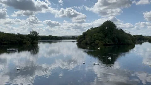 Swans in the lake Stock Footage 281011966