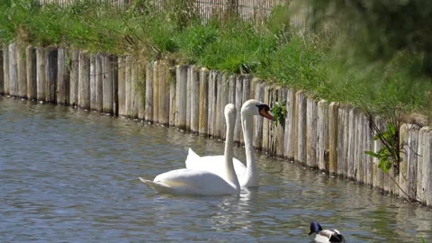 Swans in the lake Stock Footage 305391807