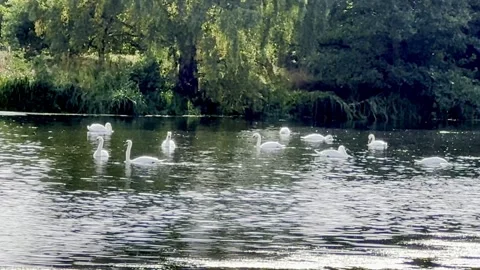 Swans in the lake Stock Footage 317628785