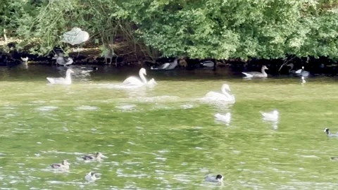 Swans in the lake Stock Footage 317628791