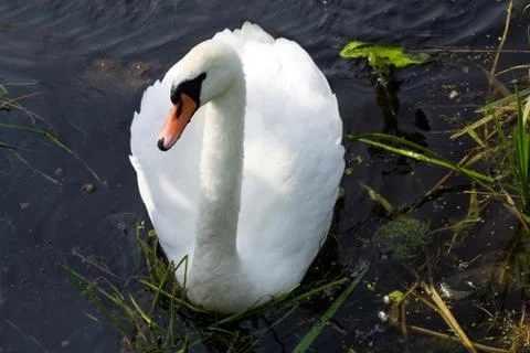 Swans on the lake Stock-Illustration