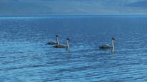 Swans on the lake in Mongolia Видео 118260902