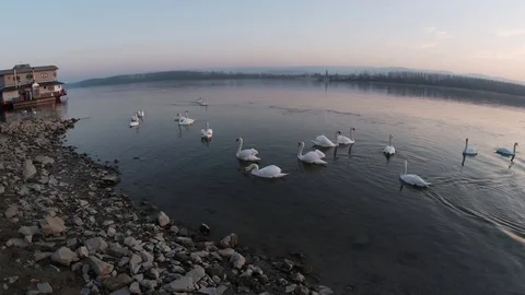 Swans in Lake Muliple Angles Stock Footage