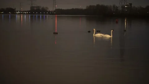Swans on the lake at night, Full frame 24 fps Video stock 225558183
