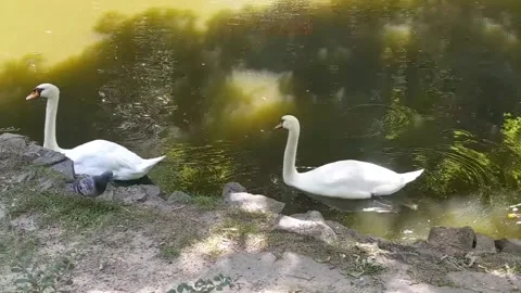 Swans on the lake in the park. Stock Footage 203219923