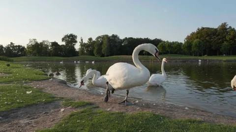 Swans on lake in park at sunset Video stock 144601081
