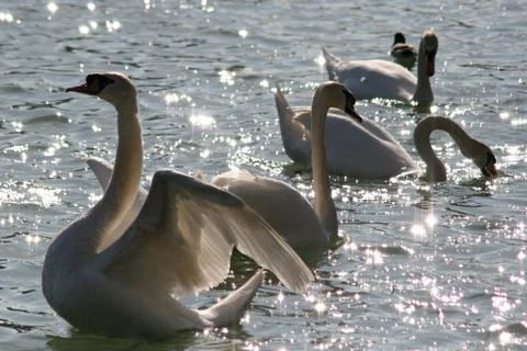 Swans in the lake Stock Photos