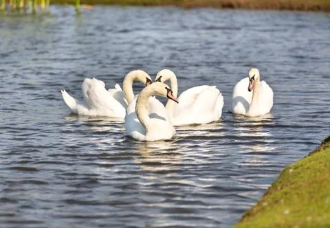 Swans on lake Stock Photos