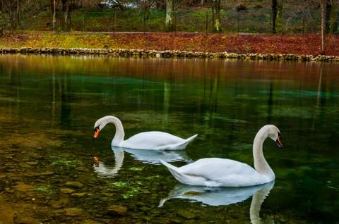 Swans in the lake Stock Photos