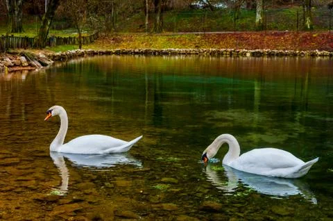 Swans in the lake Stock Photos