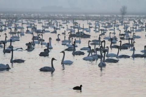 Swans lake Stock Photos