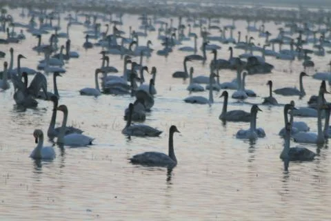 Swans lake Stock Photos