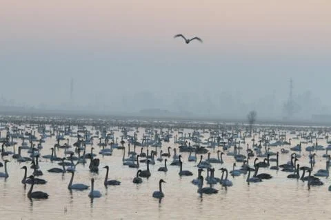 Swans lake Stock Photos