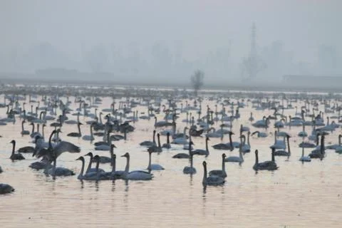 Swans lake Stock Photos