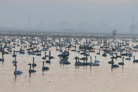 Swans lake Stock Photos