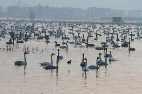 Swans lake Stock Photos