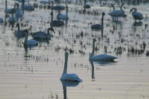 Swans lake Stock Photos