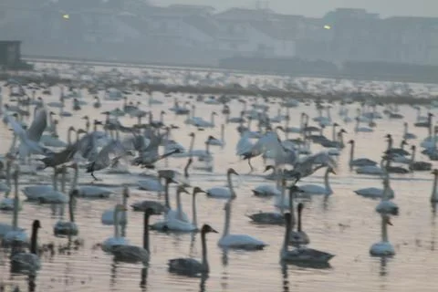Swans lake Stock Photos
