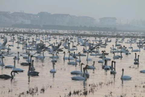 Swans lake Stock Photos