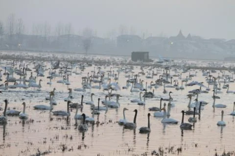 Swans lake Stock Photos