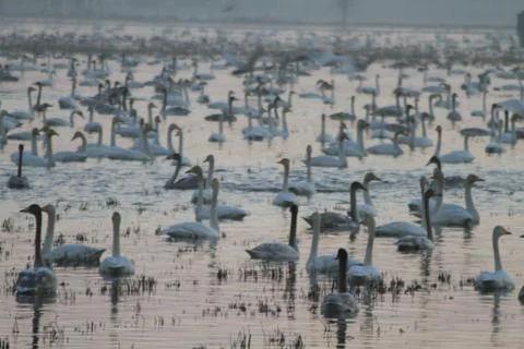 Swans lake Stock Photos