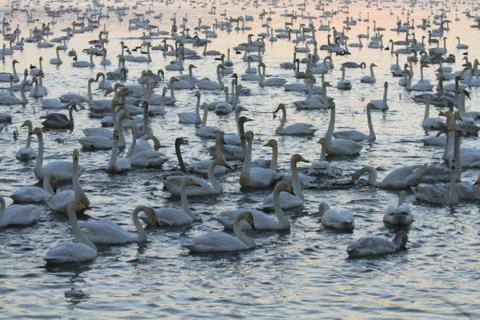 Swans lake Stock Photos