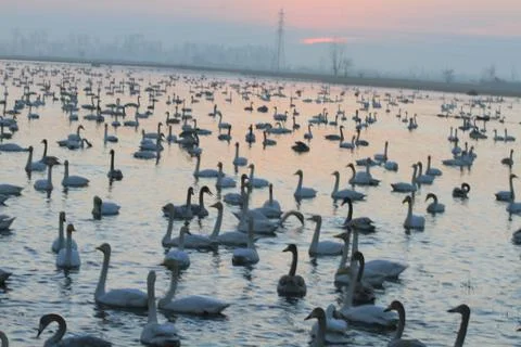 Swans lake Stock Photos