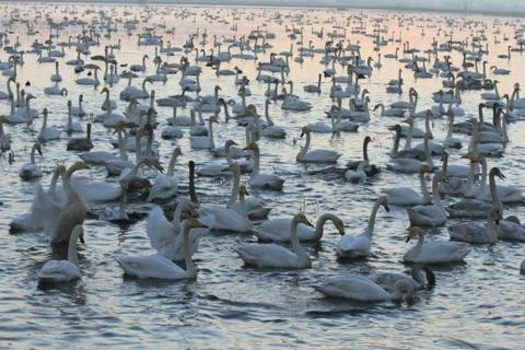 Swans lake Stock Photos
