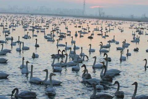 Swans lake Stock Photos