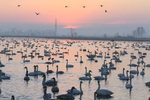 Swans lake Stock Photos