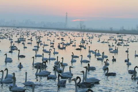 Swans lake Stock Photos