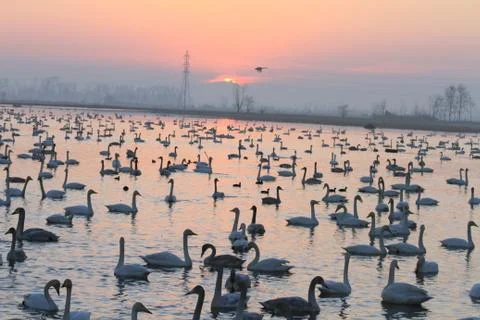 Swans lake Stock Photos