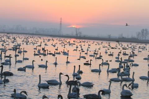 Swans lake Stock Photos