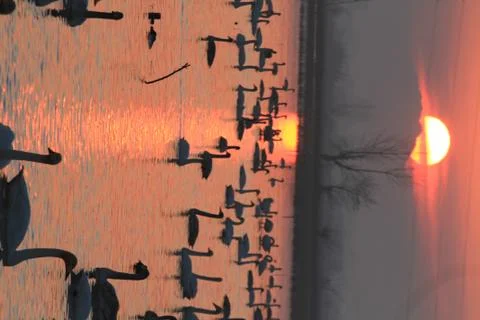 Swans lake Stock Photos