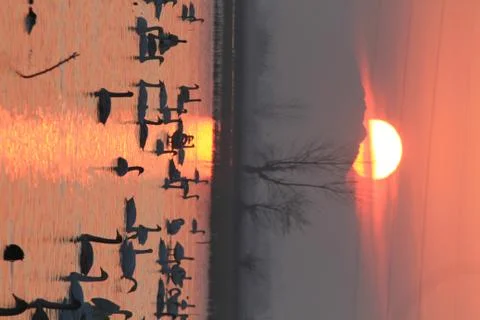 Swans lake Stock Photos